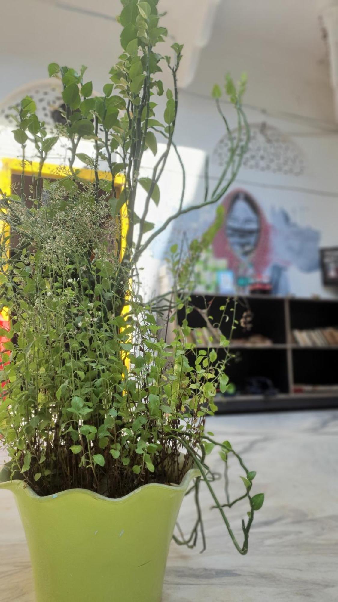 Anand Hostel Pushkar Exteriör bild